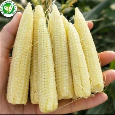 जमे हुए युवा मकई
